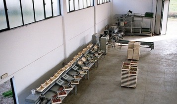 Sorting-Grading-Sizing-Packaging Line for Αpples