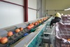 Sorting and Grading line for Pomegranate