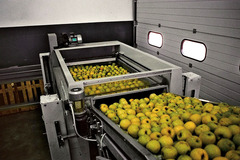 Машина за изчеткване и излъскване на ябълки