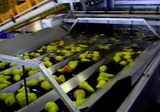 Electronic sorter’s In feed belts 