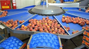 Electronic sorter for peaches.