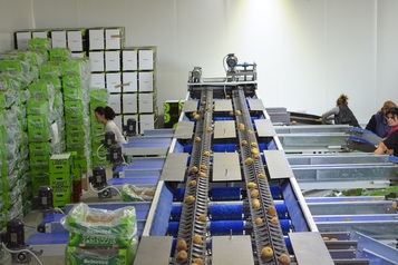 Processing Line for Kiwi