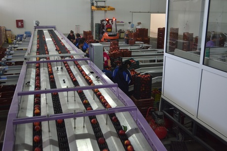 Sorting-Grading-Packaging line for Peaches-Nectarines