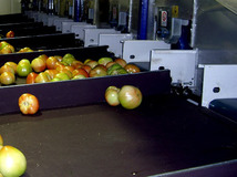 Fruit trays with specially invested for possible percussions tomatoes