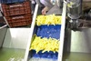 Sorting and Peeled line for Potatoes