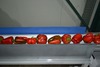 Sorting and Grading line for Peppers