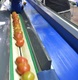 Sorting and Grading Line for Toamtoes