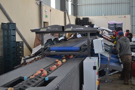 Sorting and Grading Line for flat Peaches
