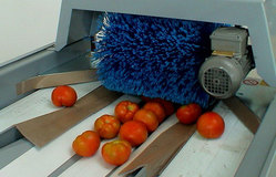 Tomatoes in-feed to the electronic sorter