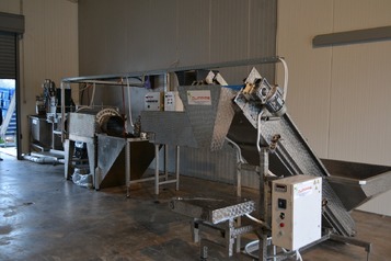 Sorting and Peeled line for Potatoes