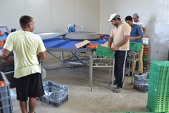 Sorting and grading line for tomatoes