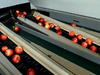 Sorting-Grading-Processing Line for Apples