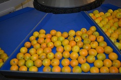 Fuit trays