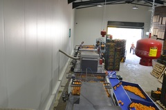 View of sorting line for oranges