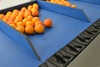 Sorting-Grading-Packaging line for Oranges