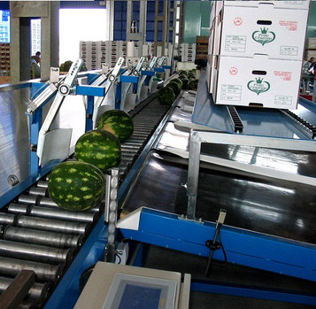 Processing-Sorting-Grading-Sizing and Packaging Line for Watermelon