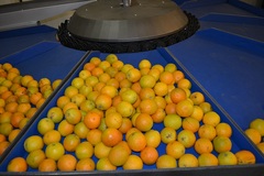 Fuit trays