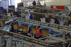 Proccesing and grading line for oranges