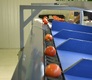 Sorting - Sizing and Grading Line for Toamtoes