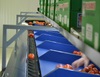 Sorting - Sizing and Grading Line for Toamtoes