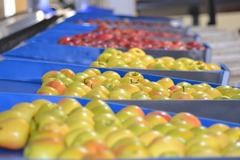 Fruit trays for apples