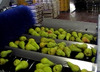 Sorting-Grading-Sizing-Packaging Line for Pears.