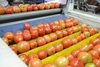 Sorting and Grading Line for Toamtoes