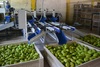 Sorting and Grading line for Mango