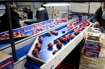 Sorting-Grading-Processing Line for Apples