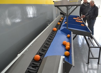 Sorting-Grading-Packaging line for Oranges