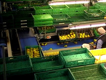 Fruit trays specially invested for possible percussions of pears  