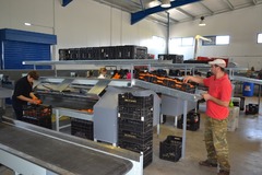 Sorting and grading line for citrus fruits