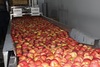 Grading - Sorting and Processing Line for Apples