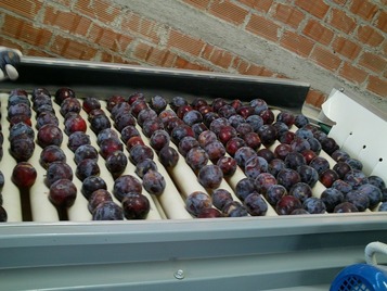 Sorting-Grading-Processing Line for Plums