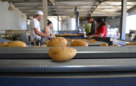 Sorting and Packaging line for Potato