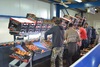 Sorting and Grading Line for Toamtoes