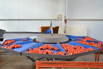 Grading Line for Tomatoes