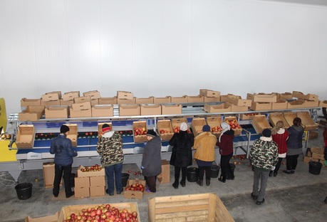 Grading - Sorting and Processing Line for Apples