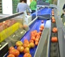 Sorting - Sizing and Grading Line for Toamtoes