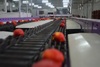 Sorting-Grading-Packaging line for Peaches-Nectarines