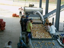 Sorting and grading line for onions