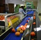 Sorting - Sizing and Grading Line for Toamtoes
