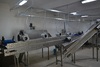 Sorting and Packaging Line for cut Potatoes