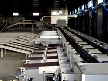Sorting and grading line for kiwi
